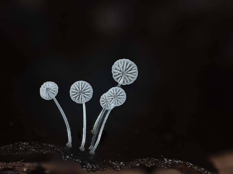 Mycena hawaiiensis